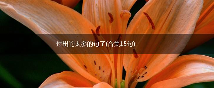 付出的太多的句子(合集15句),第1张