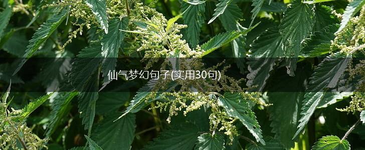 仙气梦幻句子(实用30句),第1张