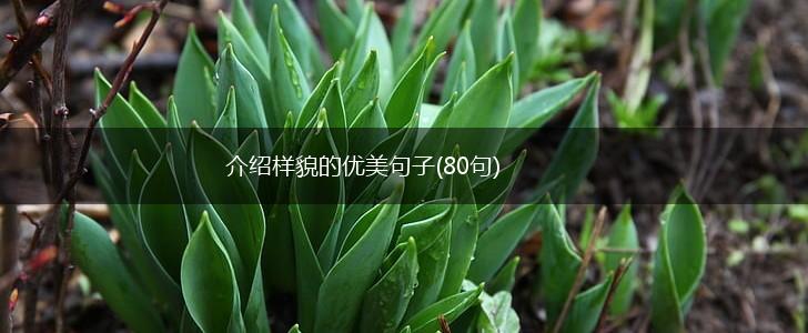 介绍样貌的优美句子(80句),第1张
