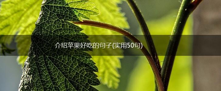 介绍苹果好吃的句子(实用50句),第1张 介绍苹果好吃的句子(实用50句),第1张