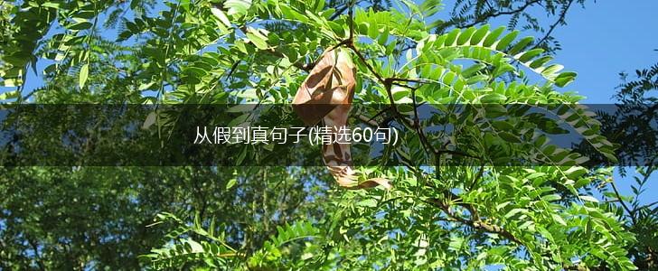 从假到真句子(精选60句),第1张