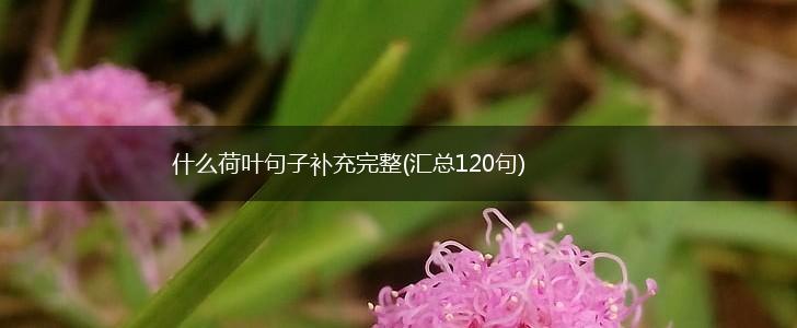 什么荷叶句子补充完整(汇总120句),第1张