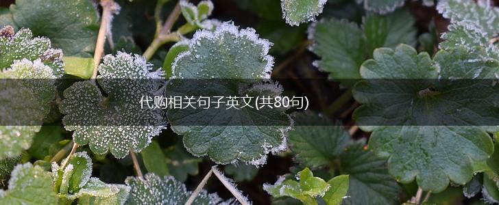 代购相关句子英文(共80句),第1张