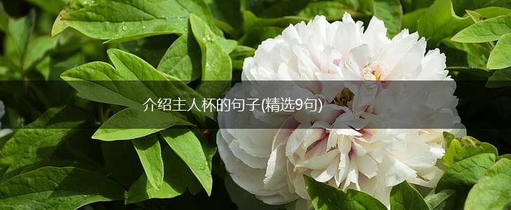 介绍主人杯的句子(精选9句),第1张