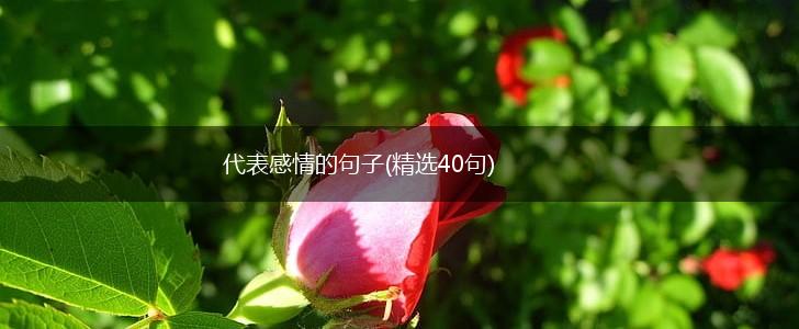 代表感情的句子(精选40句),第1张