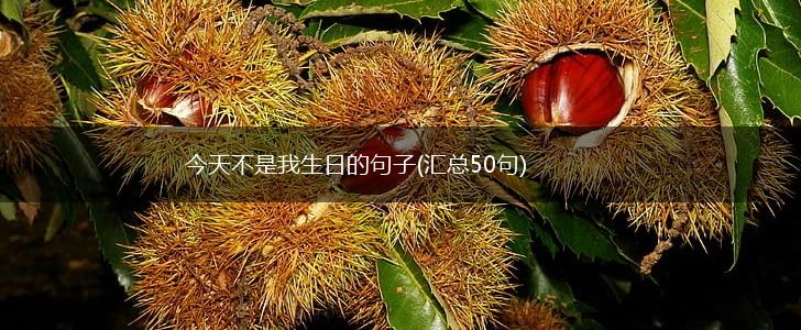 今天不是我生日的句子(汇总50句),第1张