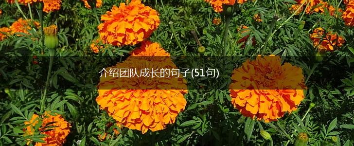介绍团队成长的句子(51句),第1张