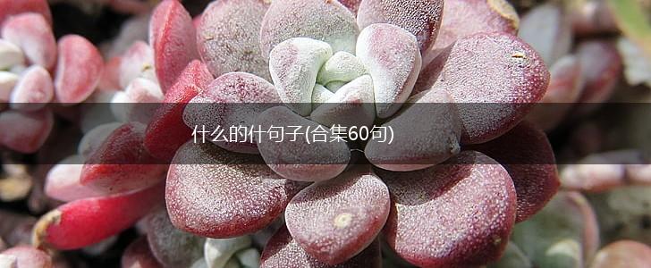 什么的什句子(合集60句),第1张