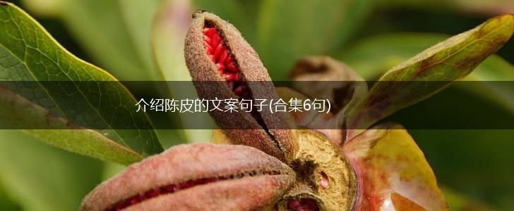 介绍陈皮的文案句子(合集6句),第1张