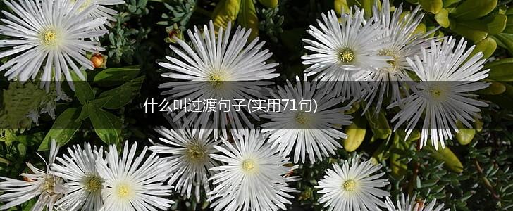 什么叫过渡句子(实用71句),第1张