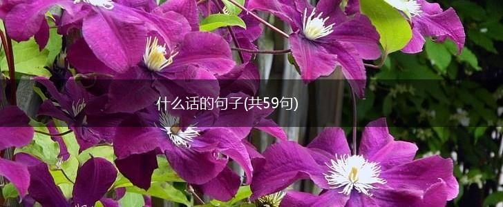 什么话的句子(共59句),第1张