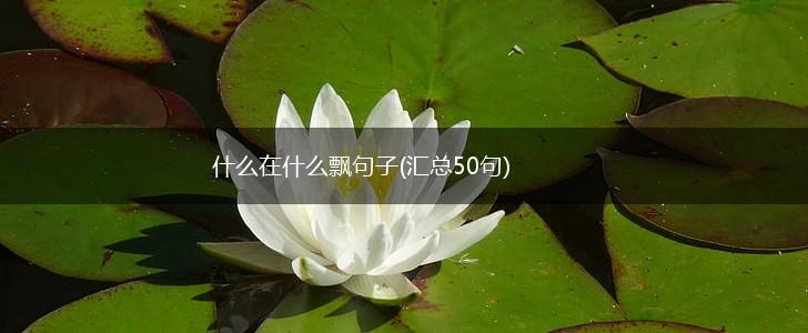 什么在什么飘句子(汇总50句),第1张