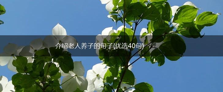 介绍老人养子的句子(优选40句),第1张