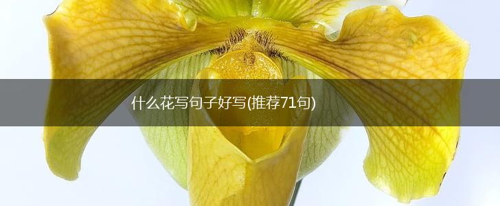 什么花写句子好写(推荐71句),第1张