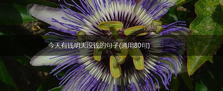 今天有钱明天没钱的句子(通用80句),第1张