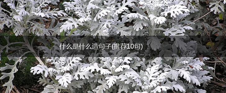 什么是什么造句子(推荐10句),第1张