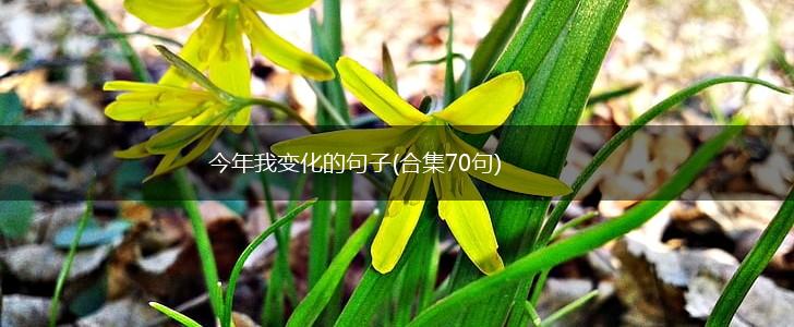 今年我变化的句子(合集70句),第1张