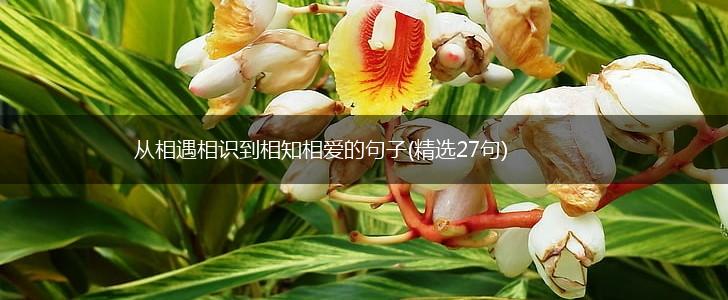 从相遇相识到相知相爱的句子(精选27句),第1张