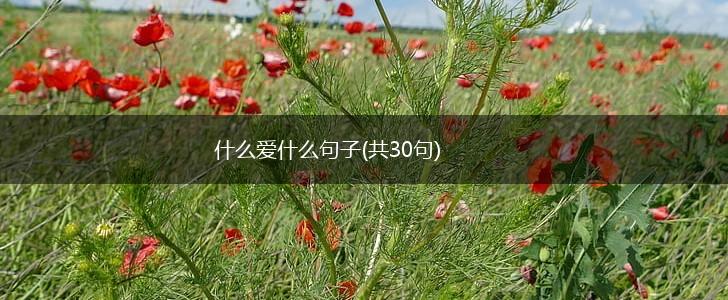 什么爱什么句子(共30句),第1张