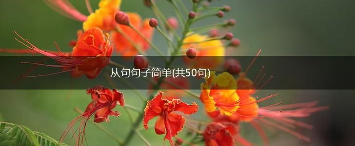 从句句子简单(共50句),第1张