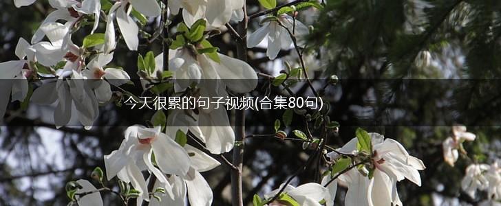 今天很累的句子视频(合集80句),第1张