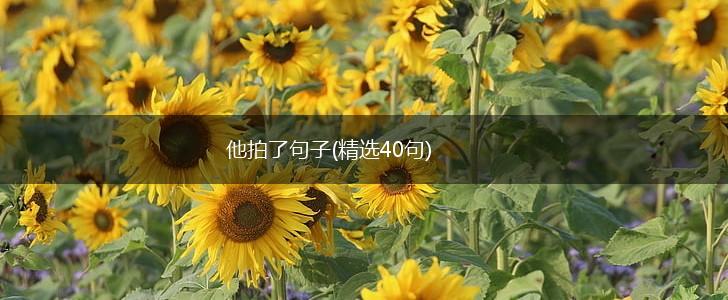 他拍了句子(精选40句),第1张