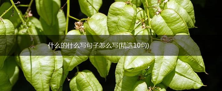 什么的什么写句子怎么写(精选10句),第1张