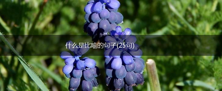 什么是比喻的句子(25句),第1张