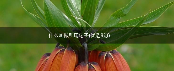 什么叫做引用句子(优选8句),第1张