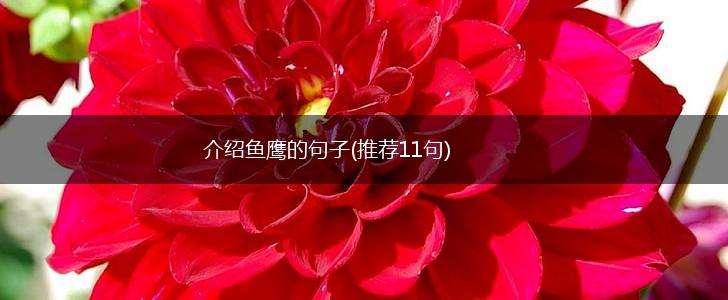介绍鱼鹰的句子(推荐11句),第1张