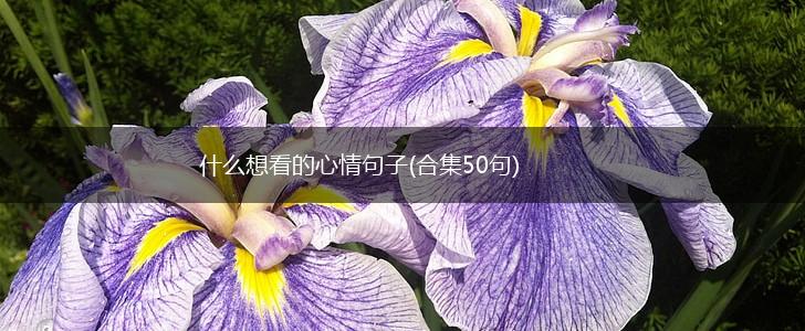 什么想看的心情句子(合集50句),第1张