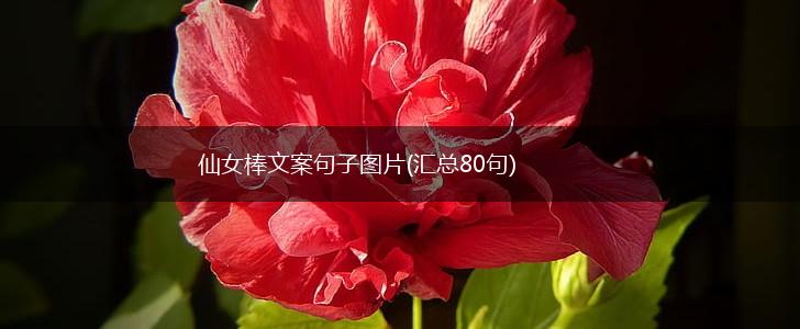 仙女棒文案句子图片(汇总80句),第1张