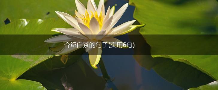 介绍白茶的句子(实用6句),第1张