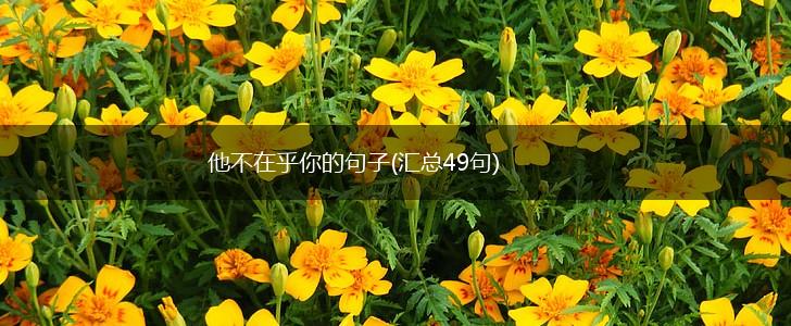他不在乎你的句子(汇总49句),第1张