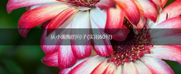 从小熏陶的句子(实用60句),第1张