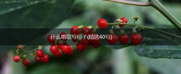 什么唱歌写句子(精选40句),第1张 什么唱歌写句子(精选40句),第1张