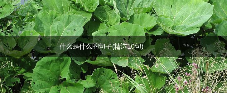 什么是什么的句子(精选10句),第1张