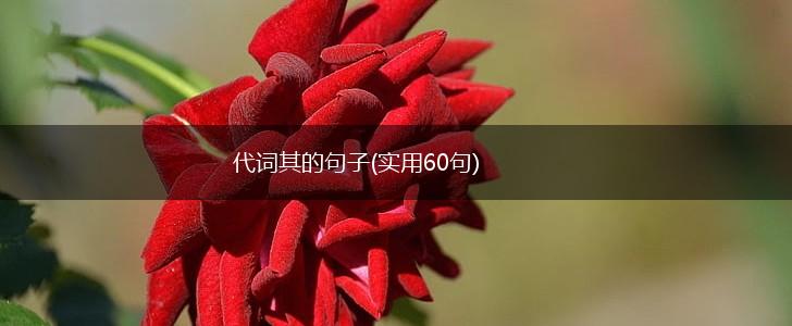 代词其的句子(实用60句),第1张