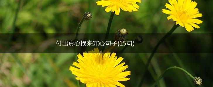 付出真心换来寒心句子(15句),第1张