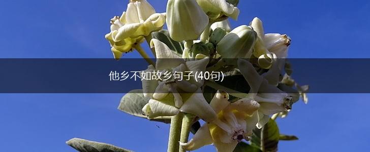 他乡不如故乡句子(40句),第1张