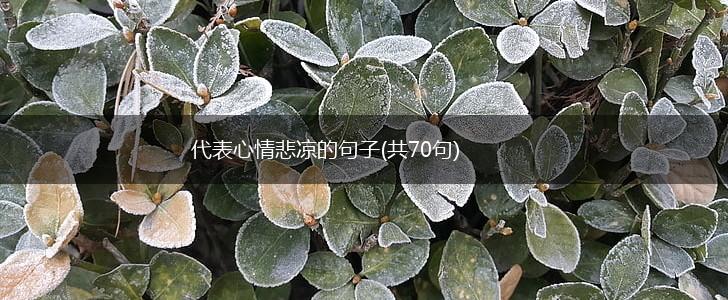 代表心情悲凉的句子(共70句),第1张