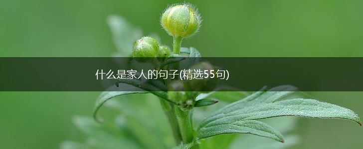 什么是家人的句子(精选55句),第1张