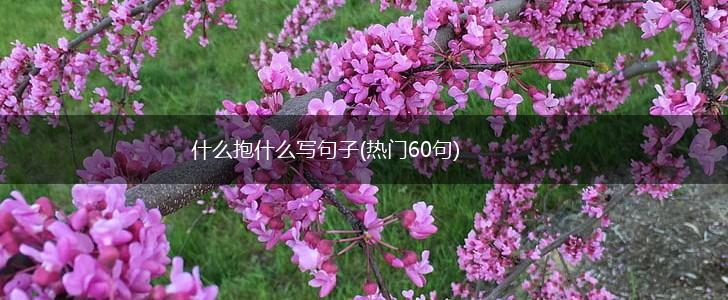 什么抱什么写句子(热门60句),第1张