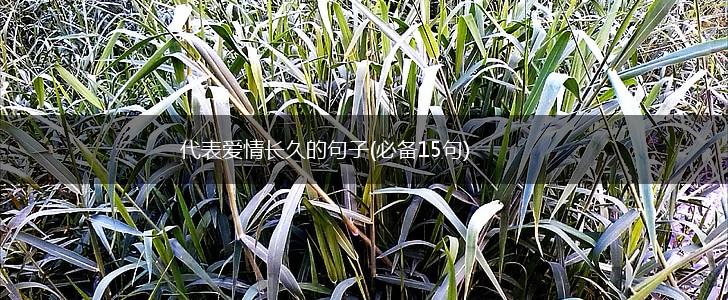 代表爱情长久的句子(必备15句),第1张