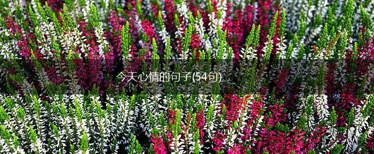 今天心情的句子(54句),第1张 今天心情的句子(54句),第1张