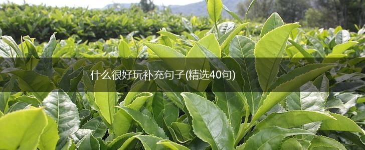 什么很好玩补充句子(精选40句),第1张 什么很好玩补充句子(精选40句),第1张