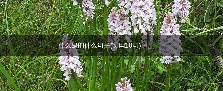 什么是的什么句子(实用10句),第1张
