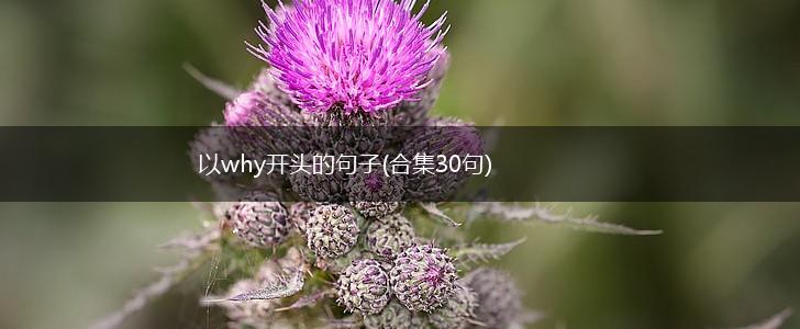 以why开头的句子(合集30句),第1张