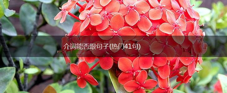 介词能否跟句子(热门41句),第1张