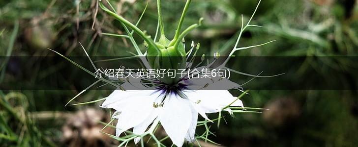 介绍春天英语好句子(合集6句),第1张